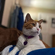Nala joined the competition — help win amazing prizes! cat, orange_and_white_cat, pet, indoor, blanket, purple_collar, heart_shaped_tag, feline, relaxed, close_up, domestic_cat, animal, whiskers, fur, paws, resting, cozy, focused, portrait, soft_lighting