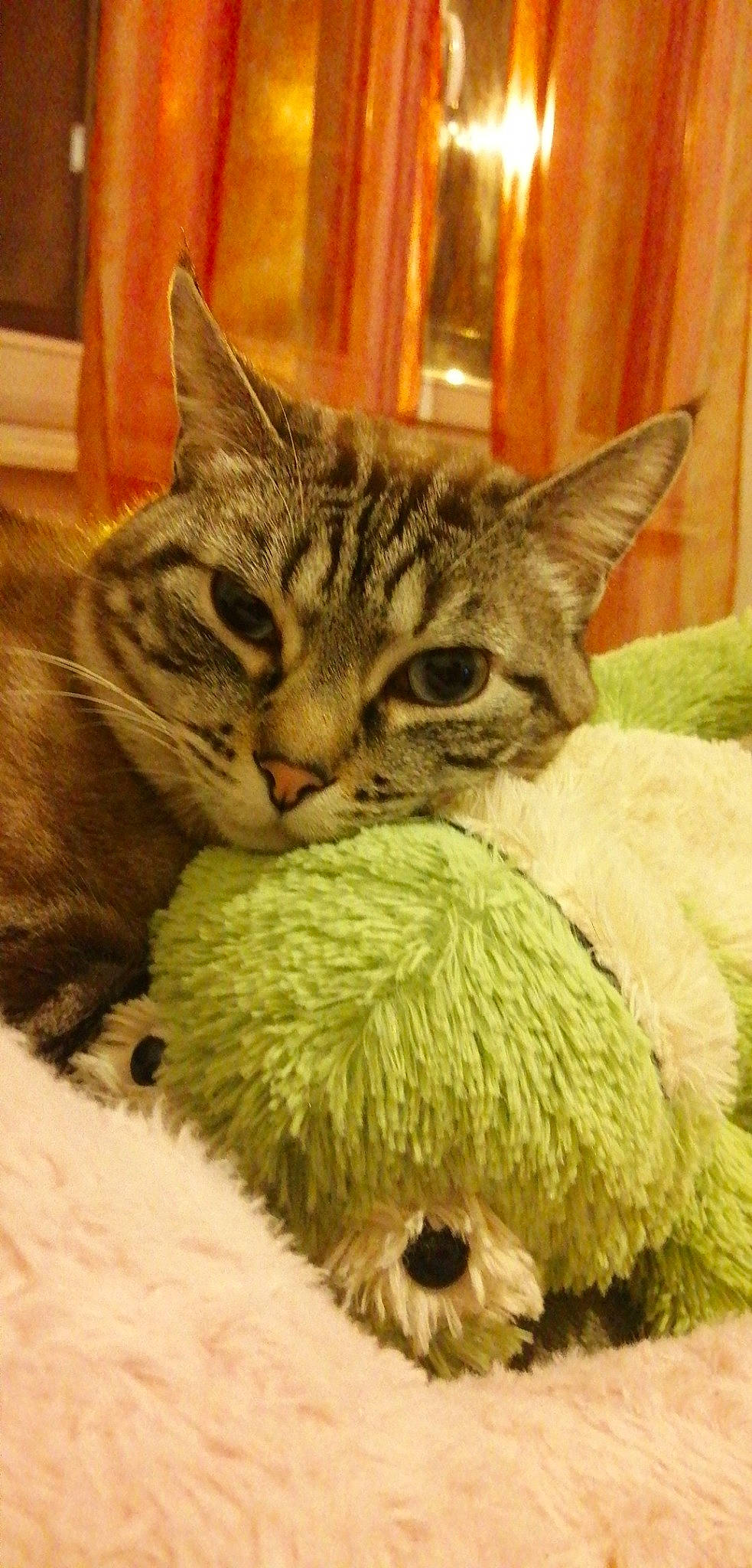 Hank a rejoint le concours — aidez-le/la à gagner de superbes lots ! aegean_cat, american_shorthair, american_wirehair, asian, australian_mist, california_spangled, carnivore, cat, domestic_short_haired_cat, dragon_li, european_shorthair, felidae, kitten, mammal, pixie_bob, small_to_medium_sized_cats, snout, tabby_cat, whiskers, wild_cat