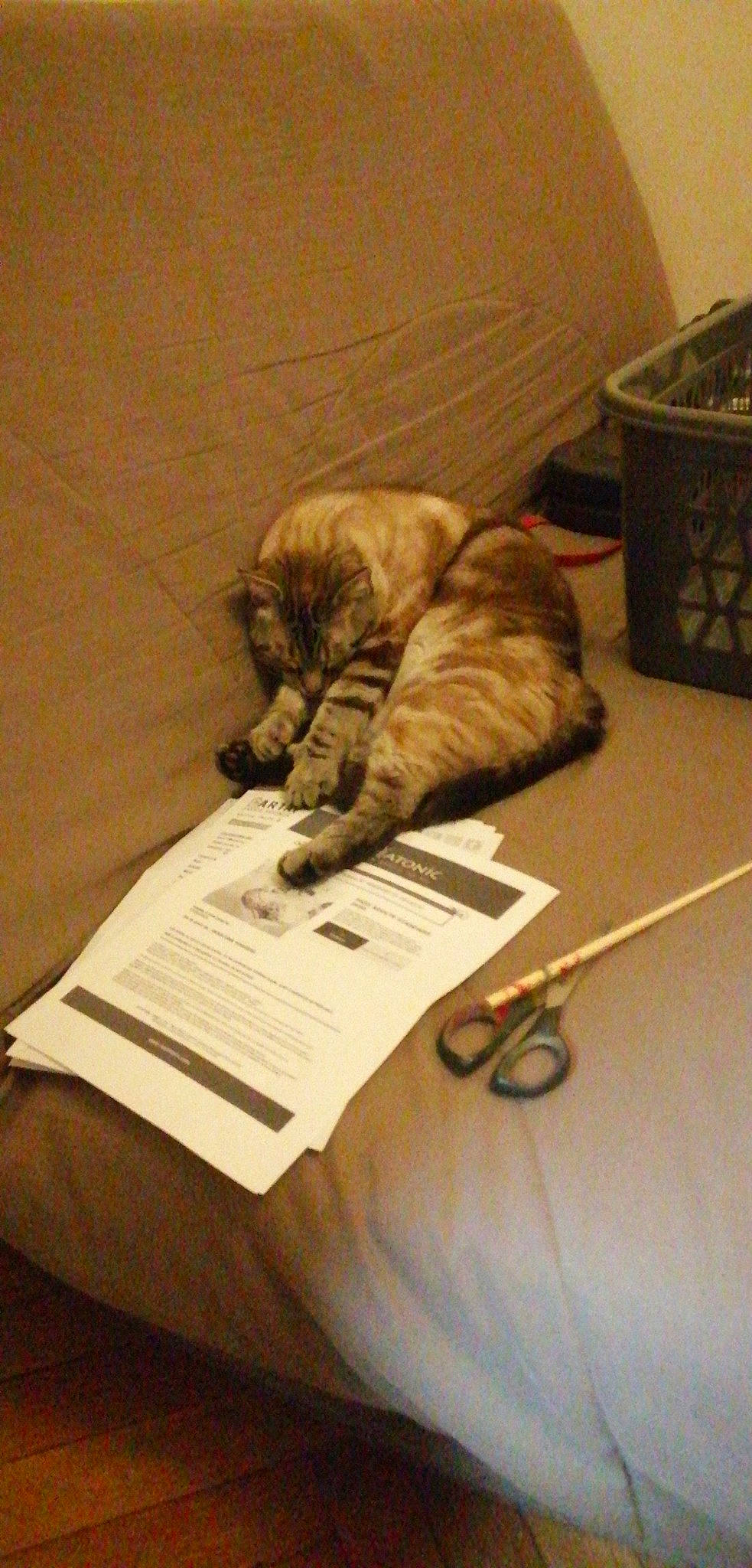 Hank a rejoint le concours — aidez-le/la à gagner de superbes lots ! carnivore, cat, domestic_short_haired_cat, european_shorthair, felidae, kitten, nap, paw, sleep, small_to_medium_sized_cats, whiskers