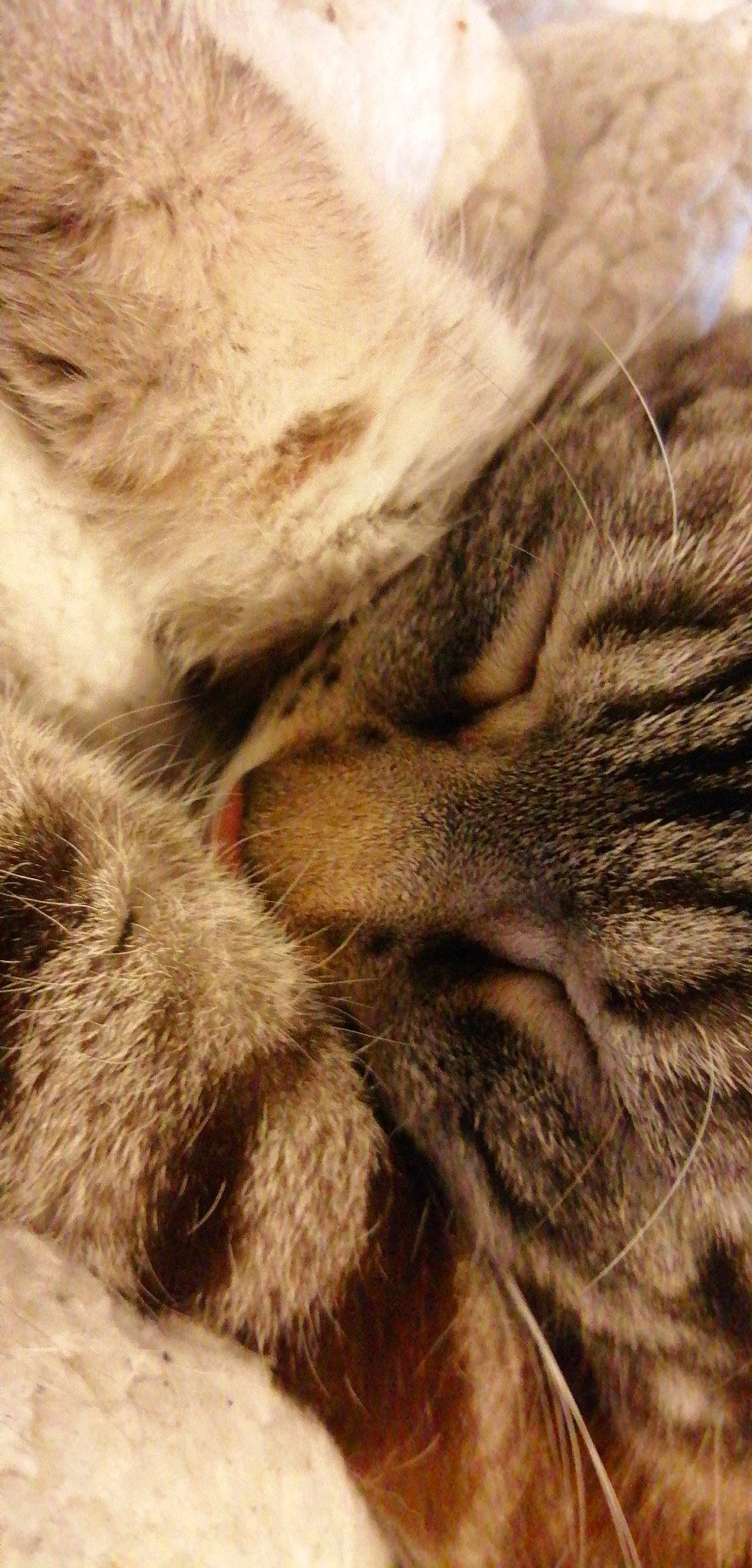 Hank participe au concours pour gagner de l'argent avec cette photo : carnivore, cat, claw, close_up, european_shorthair, fawn, felidae, fur, kitten, nose, paw, sleep, small_to_medium_sized_cats, snout, tabby_cat, textile, whiskers