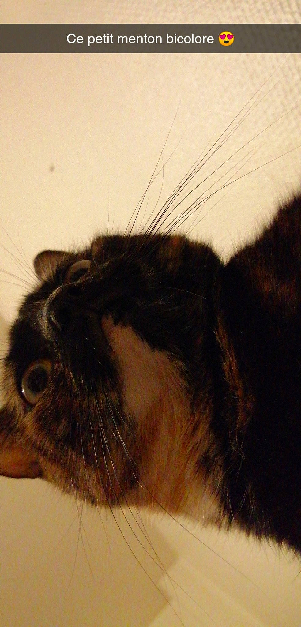 Xena a rejoint le concours — aidez-le/la à gagner de superbes lots ! carnivore, cat, close_up, domestic_rabbit, ear, eye, fawn, felidae, fur, nose, rabbit, rabbits_and_hares, small_to_medium_sized_cats, snout, tail, whiskers