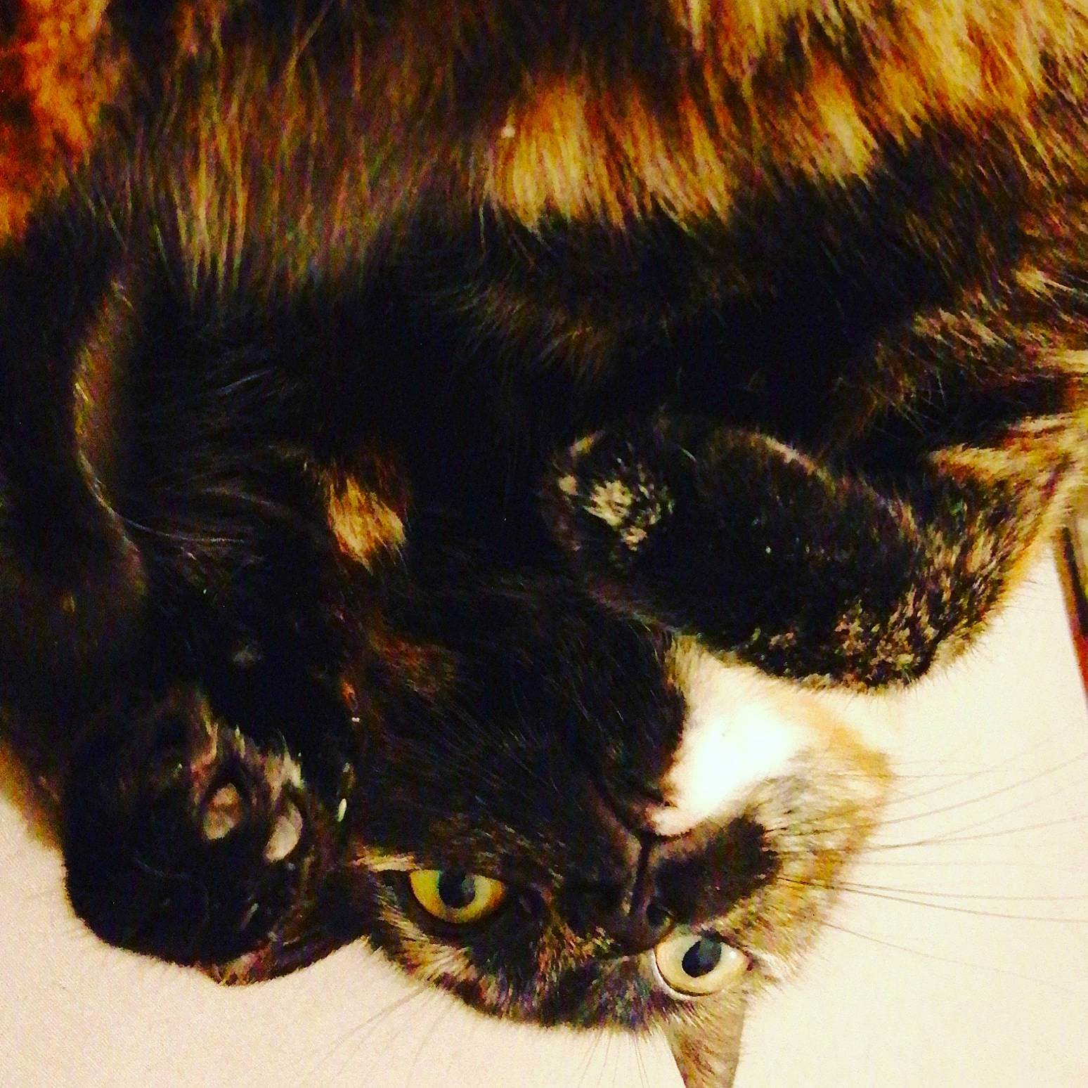 Xena a rejoint le concours — aidez-le/la à gagner de superbes lots ! black_cat, carnivore, cat, claw, domestic_long_haired_cat, ear, felidae, fur, hair, kitten, small_to_medium_sized_cats, tail, whiskers