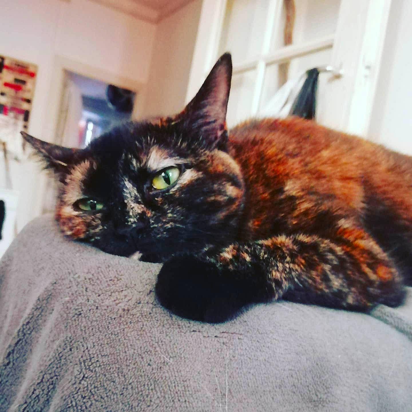 Xena a rejoint le concours — aidez-le/la à gagner de superbes lots ! asian, black_cat, carnivore, cat, claw, domestic_short_haired_cat, ear, european_shorthair, eye, felidae, fur, german_rex, iris, kitten, polydactyl_cat, small_to_medium_sized_cats, snapshot, tabby_cat, tail, whiskers