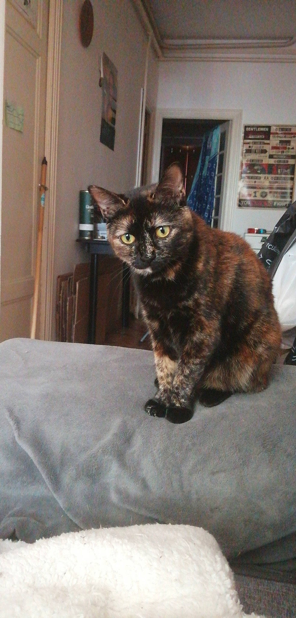 Xena a rejoint le concours — aidez-le/la à gagner de superbes lots ! american_shorthair, asian, carnivore, cat, devon_rex, domestic_short_haired_cat, european_shorthair, felidae, german_rex, kitten, mammal, small_to_medium_sized_cats, vertebrate, whiskers