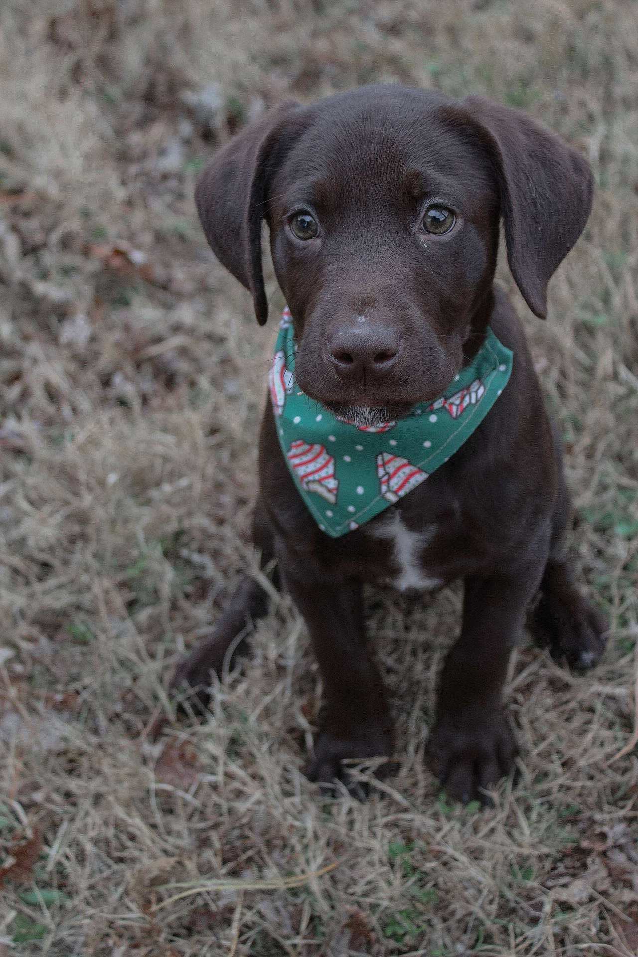 Moose joined the competition — help win amazing prizes! borador, canidae, carnivore, collar, companion_dog, dog, dog_breed, dog_collar, electric_blue, fur, grass, gun_dog, hunting_dog, liver, plant, snout, sporting_group, terrestrial_animal, whiskers, working_animal