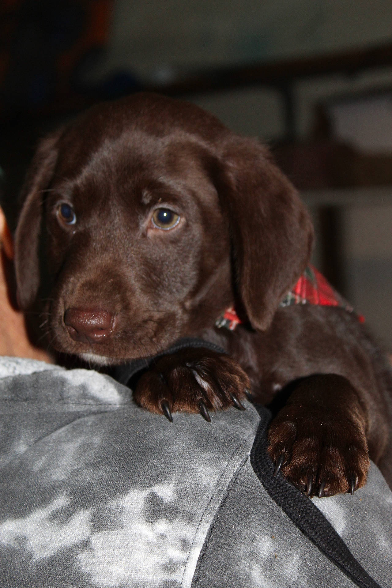 Moose joined the competition — help win amazing prizes! borador, canidae, carnivore, companion_dog, dog, dog_breed, fur, gun_dog, hunting_dog, liver, retriever, snout, sporting_group, whiskers, working_animal