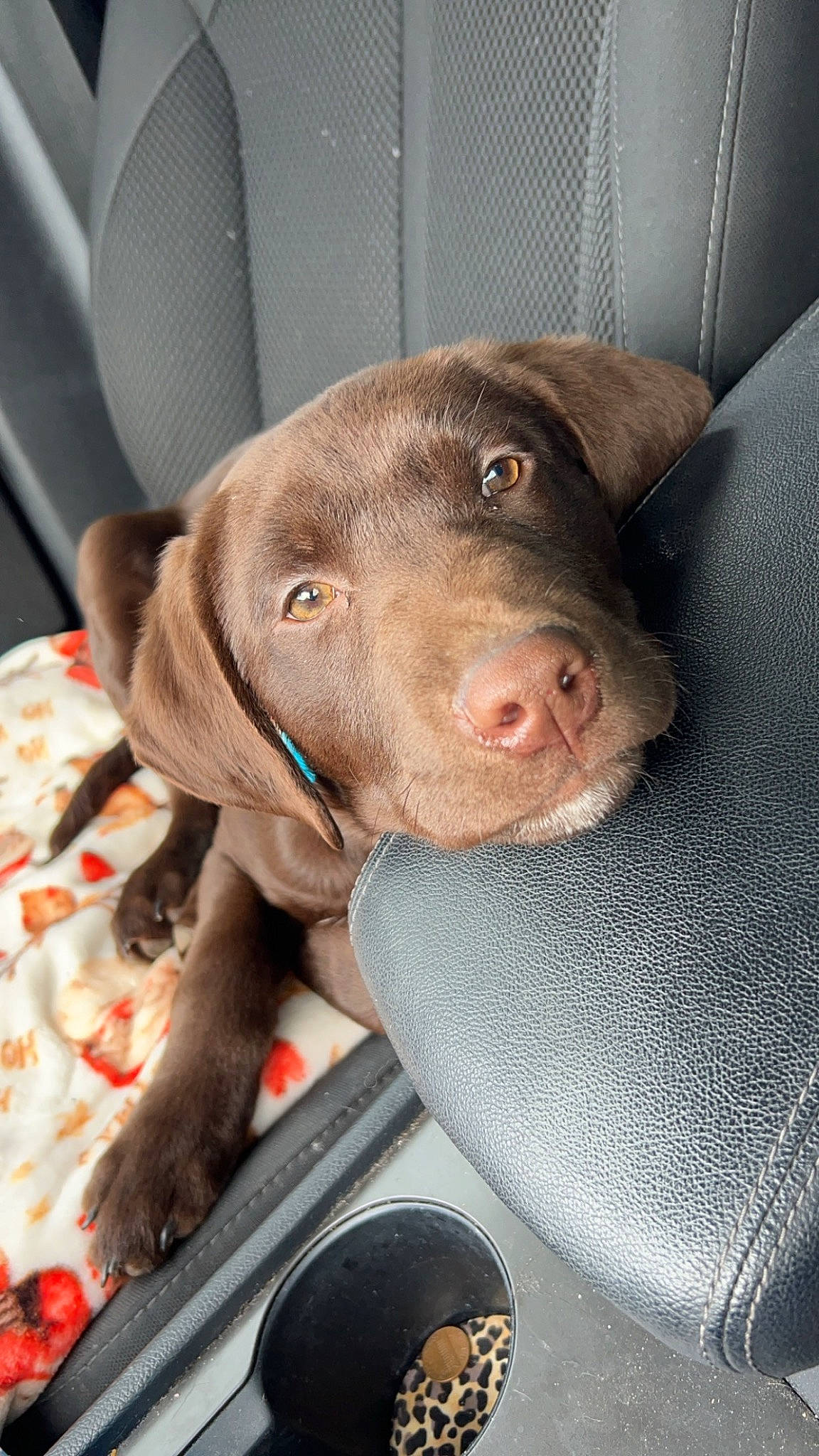 Moose joined the competition — help win amazing prizes! canidae, carnivore, chair, collar, comfort, companion_dog, dog, dog_breed, dog_collar, fawn, fur, gun_dog, hunting_dog, liver, non_sporting_group, snout, sporting_group, whiskers, working_animal