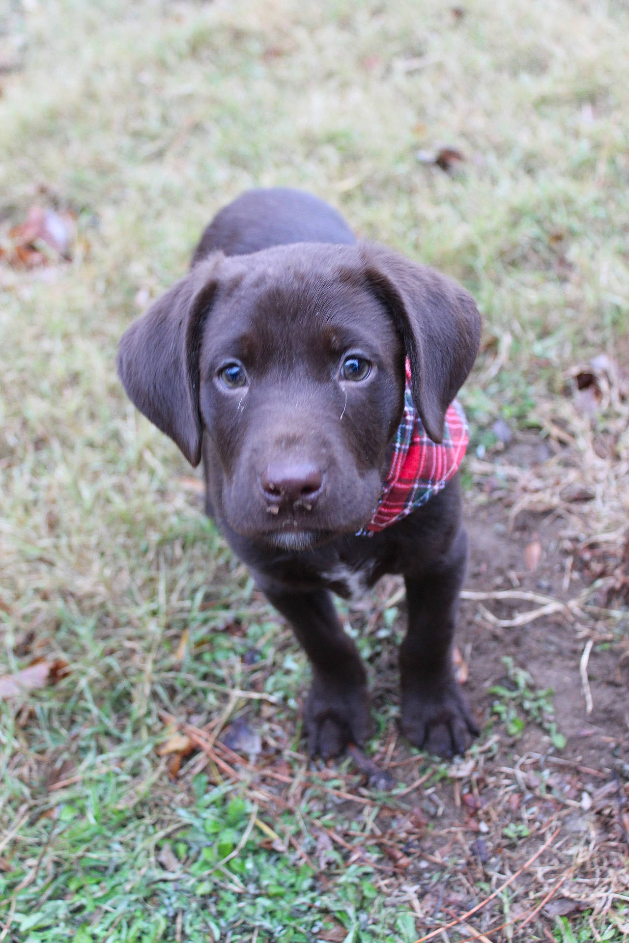 Moose joined the competition — help win amazing prizes! borador, carnivore, companion_dog, dog, dog_breed, fur, grass, gun_dog, liver, plant, terrestrial_animal, whiskers, working_animal