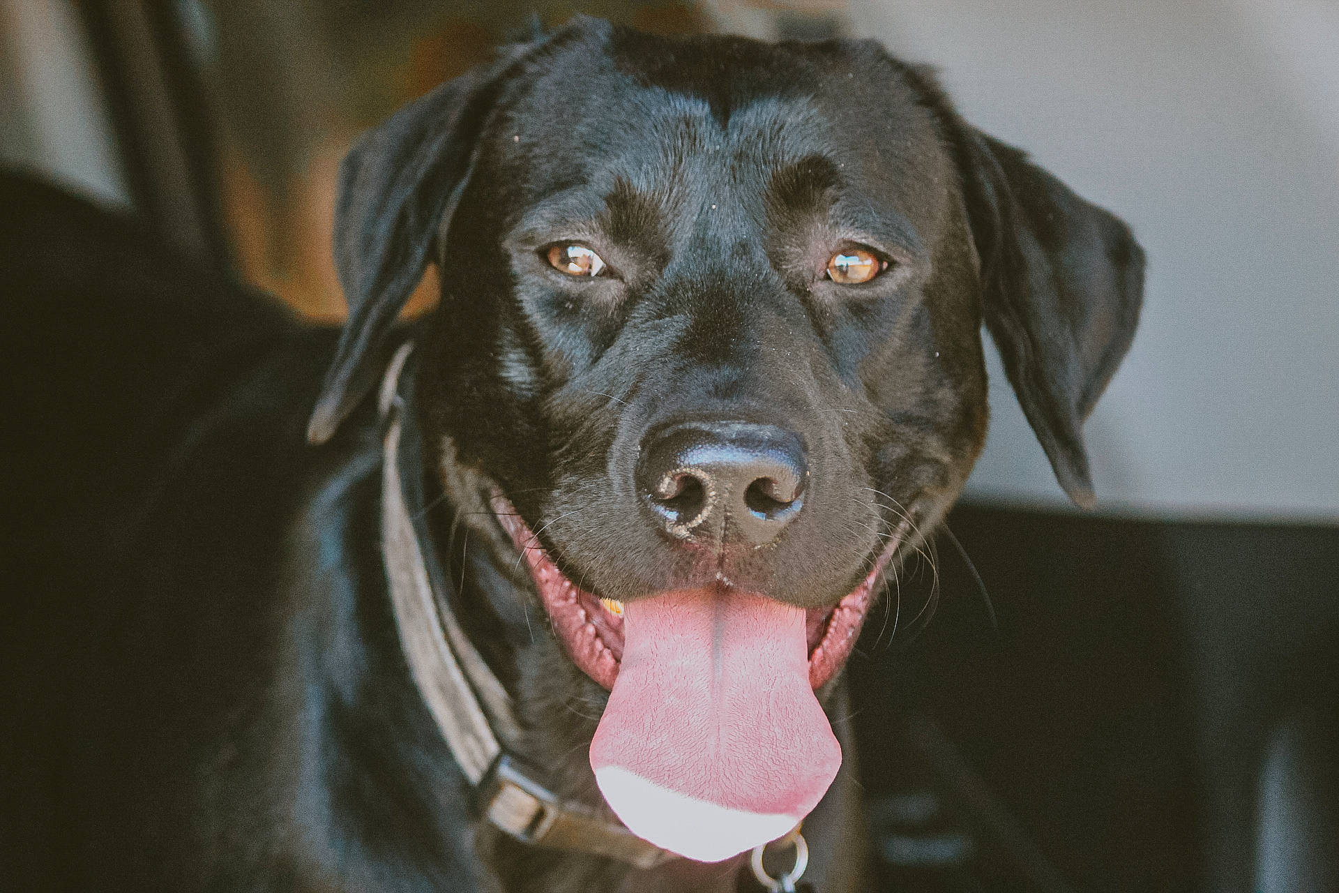Ace is registered to the contest to win money with this photo: borador, canidae, carnivore, collar, companion_dog, dog, dog_breed, dog_collar, eye, fur, gun_dog, hunting_dog, liver, pet_supply, snout, sporting_group, whiskers, working_animal