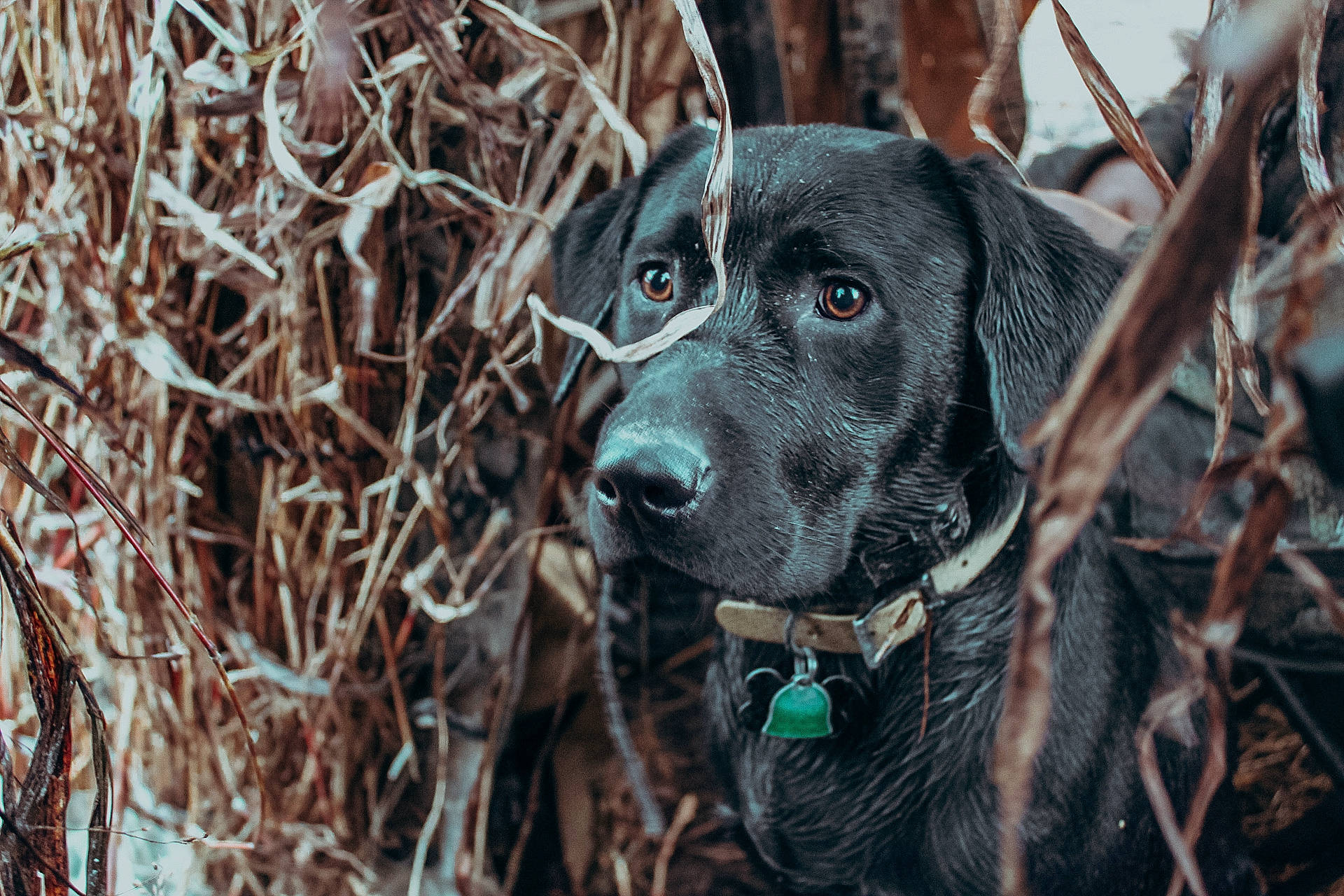 Ace is registered to the contest to win money with this photo: canidae, carnivore, collar, companion_dog, dog, dog_breed, dog_collar, fawn, fur, grass, gun_dog, liver, plant, snout, sporting_group, tree, twig, whiskers, wood, working_animal