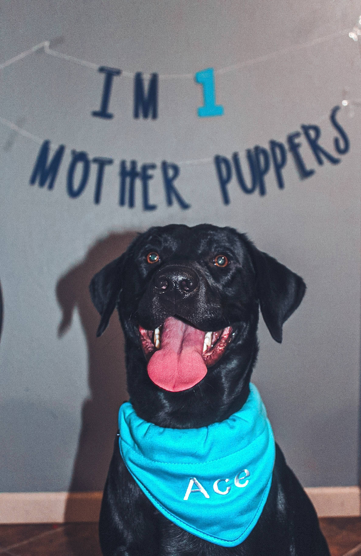 Ace joined the competition — help win amazing prizes! borador, canidae, carnivore, collar, companion_dog, dog, dog_breed, dog_collar, dog_supply, electric_blue, guard_dog, logo, personal_protective_equipment, pet_supply, puppy, snout, sporting_group, vertebrate, working_animal, working_dog