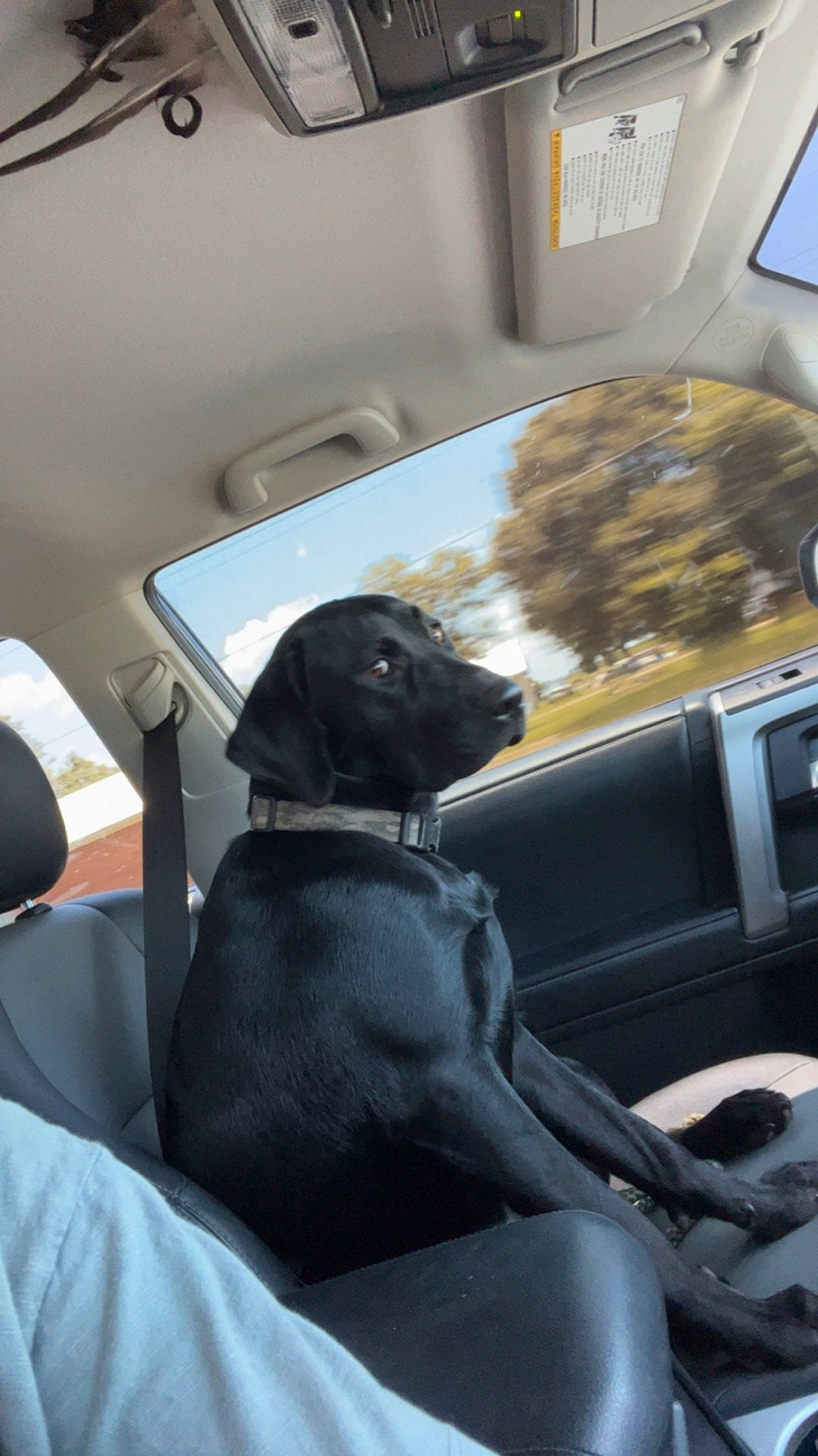 Ace is registered to the contest to win money with this photo: auto_part, automotive_design, automotive_exterior, car, car_seat, car_seat_cover, carnivore, comfort, companion_dog, dog, dog_breed, family_car, head_restraint, mode_of_transport, motor_vehicle, personal_luxury_car, tints_and_shades, vehicle, vehicle_door, window