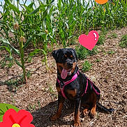 Arka participe au concours pour gagner de l'argent avec cette photo : animal, canine, clouds, cornfield, cute, daytime, dog, earth, greenery, harness, nature, outdoor, pet, plants, rottweiler, sitting, sky, soil, sunny, tongue_out