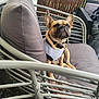 Stud is registered to the contest to win money with this photo: dog, french_bulldog, pet, animal, shirt, collar, chair, cushion, outdoor, patio, furniture, relaxing, brown, small_dog, rope, metal_frame, fence, seat, leisure, canine