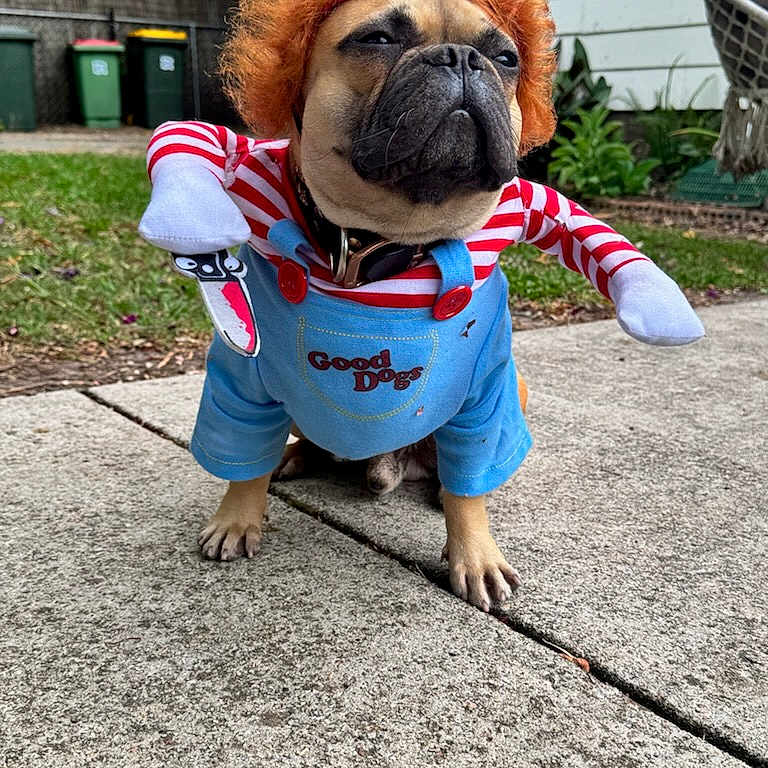Stud is registered to the contest to win money with this photo: animal, backyard, collar, concrete, costume, cute, dog, fence, funny, good_dogs, grass, house, outdoor, overalls, pet, pug, puppy, red_hair_wig, sidewalk, smug_expression