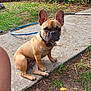 dog, french_bulldog, pet, outdoor, grass, concrete, path, collar, ears, animal, backyard, garden, fence, curious, sitting, brown, canine, nature, daylight, sidewalk