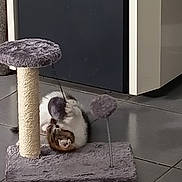 Blanche participe au concours pour gagner de l'argent avec cette photo : cat, scratching_post, toy, indoor, floor, tile, playful, pet, feline, purple, cabinet, rolling, fun, domestic, animal, cute, whiskers, fur, relaxing, home