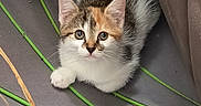 Blanche participe au concours pour gagner de l'argent avec cette photo : kitten, cat, calico, pet, animal, feline, cute, small, fur, indoor, gray, green, padded_surface, couch, looking_up, curious, sitting, young, whiskers, ears