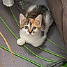 kitten, cat, calico, pet, animal, feline, cute, small, fur, indoor, gray, green, padded_surface, couch, looking_up, curious, sitting, young, whiskers, ears