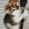 Blanche participe au concours pour gagner de l'argent avec cette photo : calico_kitten, kitten, cat, pet, feline, fur, whiskers, cute, curious, soft_texture, indoor, resting, small_animal, animal, young, close_up, adorable, fluffy, white_background, black_object