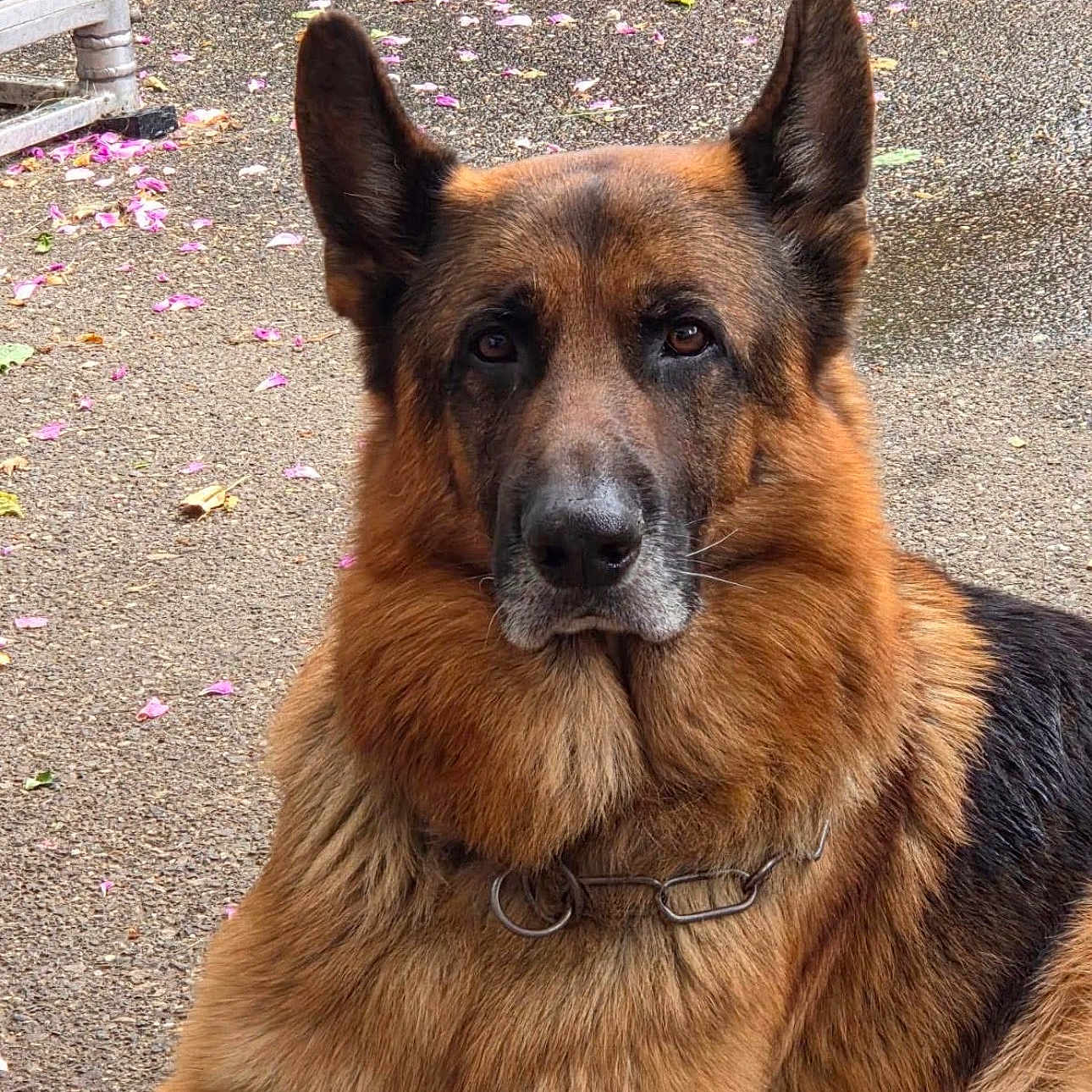 Rex