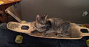 Athena is registered to the contest to win money with this photo: animal, cat, couch, cozy, decorative_cross, domestic, furniture, home, household_items, indoor, kitchen_counter, leisure, living_room, longboard, pet, pillow, relaxed, skateboard, tabby_cat, wooden_table