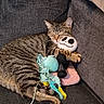 Athena joined the competition — help win amazing prizes! animal, cat, comfort, couch, cozy, cute, domestic_animal, feline, gray, indoor, pet, plush_toy, relaxed, resting, sleeping, snuggling, soft, striped, tabby_cat, toy