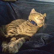 Athena joined the competition — help win amazing prizes! animal, blanket, cat, closeup, collar, comfort, cozy, cute, domestic, feline, fur, indoor, nap, pet, relaxed, resting, sleeping, soft, tabby, whiskers