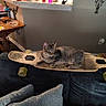Athena joined the competition — help win amazing prizes! animal, cat, couch, cozy, decor, furniture, home, indoor, living_room, longboard, pattern, pet, pillow, relaxed, skateboard, soft, tabby_cat, table, wall_art, wood