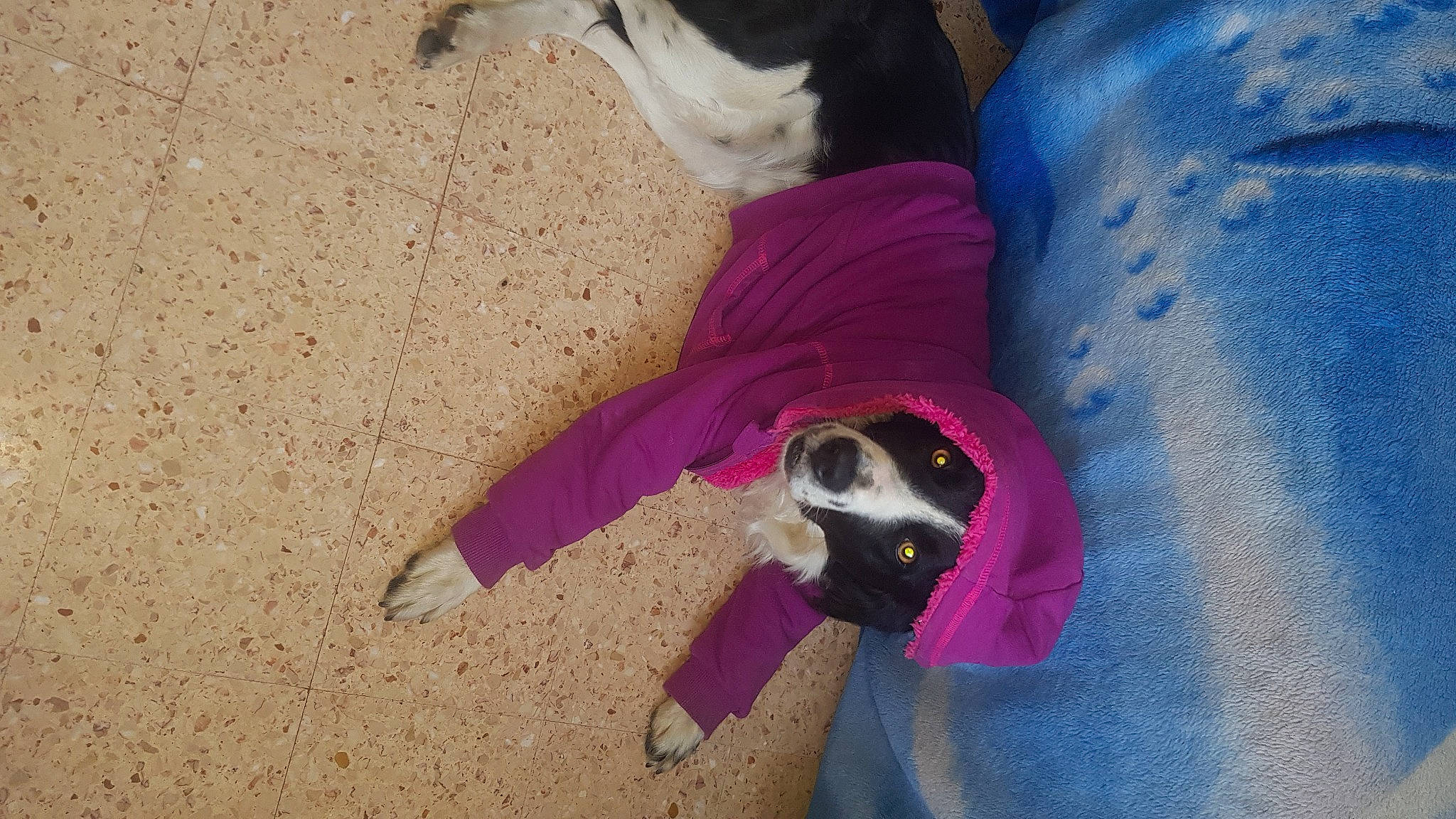 Aloha a rejoint le concours — aidez-le/la à gagner de superbes lots ! canidae, carnivore, companion_dog, dog, dog_breed, dog_supply, electric_blue, fawn, fun, fur, magenta, mammal, pet_supply, purple, snout, soil, sporting_group, tail, vertebrate, working_animal