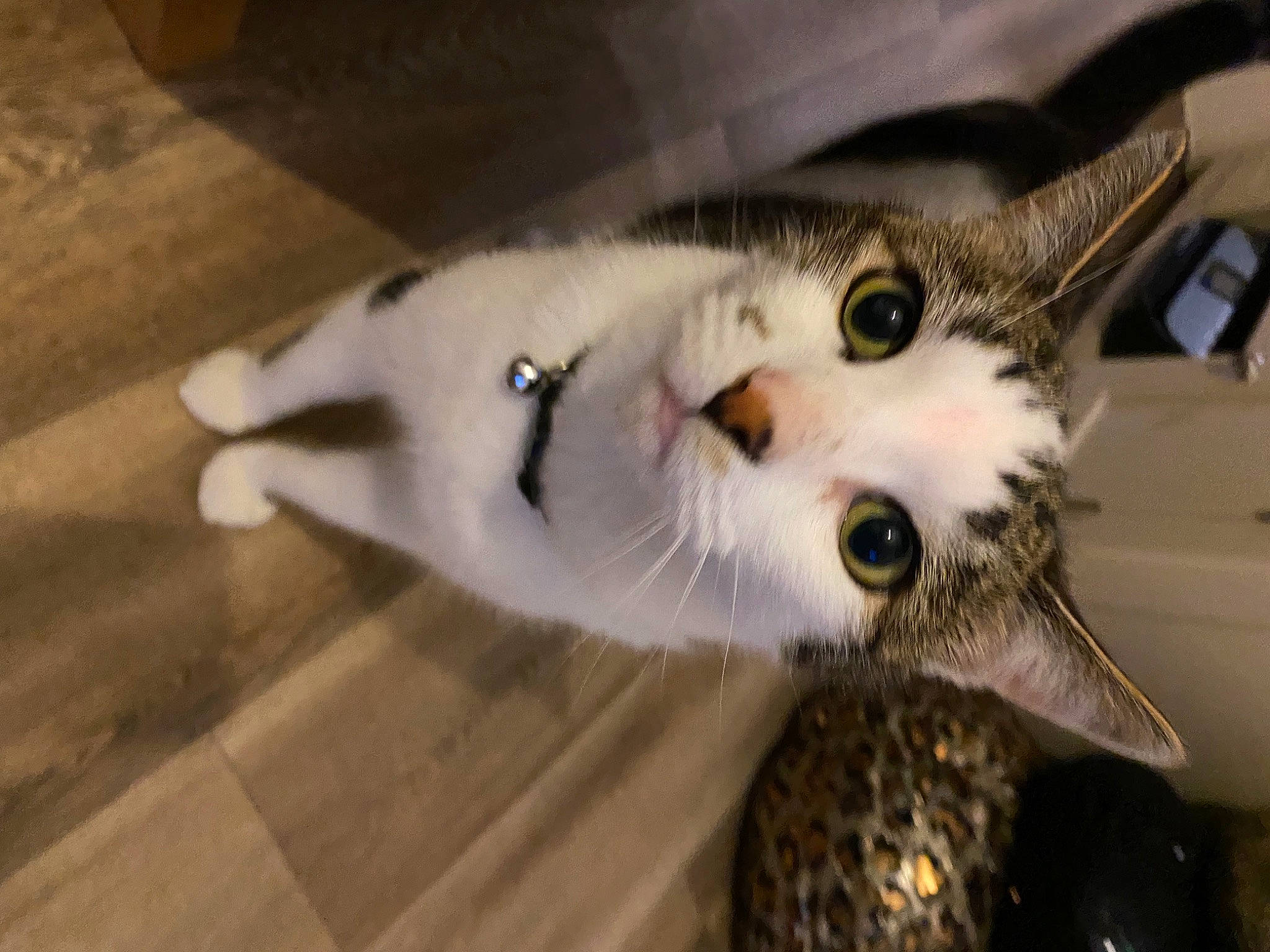 Calvin joined the competition — help win amazing prizes! carnivore, cat, domestic_short_haired_cat, felidae, flooring, fur, hardwood, small_to_medium_sized_cats, snout, tail, whiskers, wood