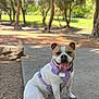 dog, canine, pet, outdoor, park, harness, concrete, trees, sunlight, tongue_out, sitting, happy, leash, nature, daytime, grass, smiling, animal, friendly, playful