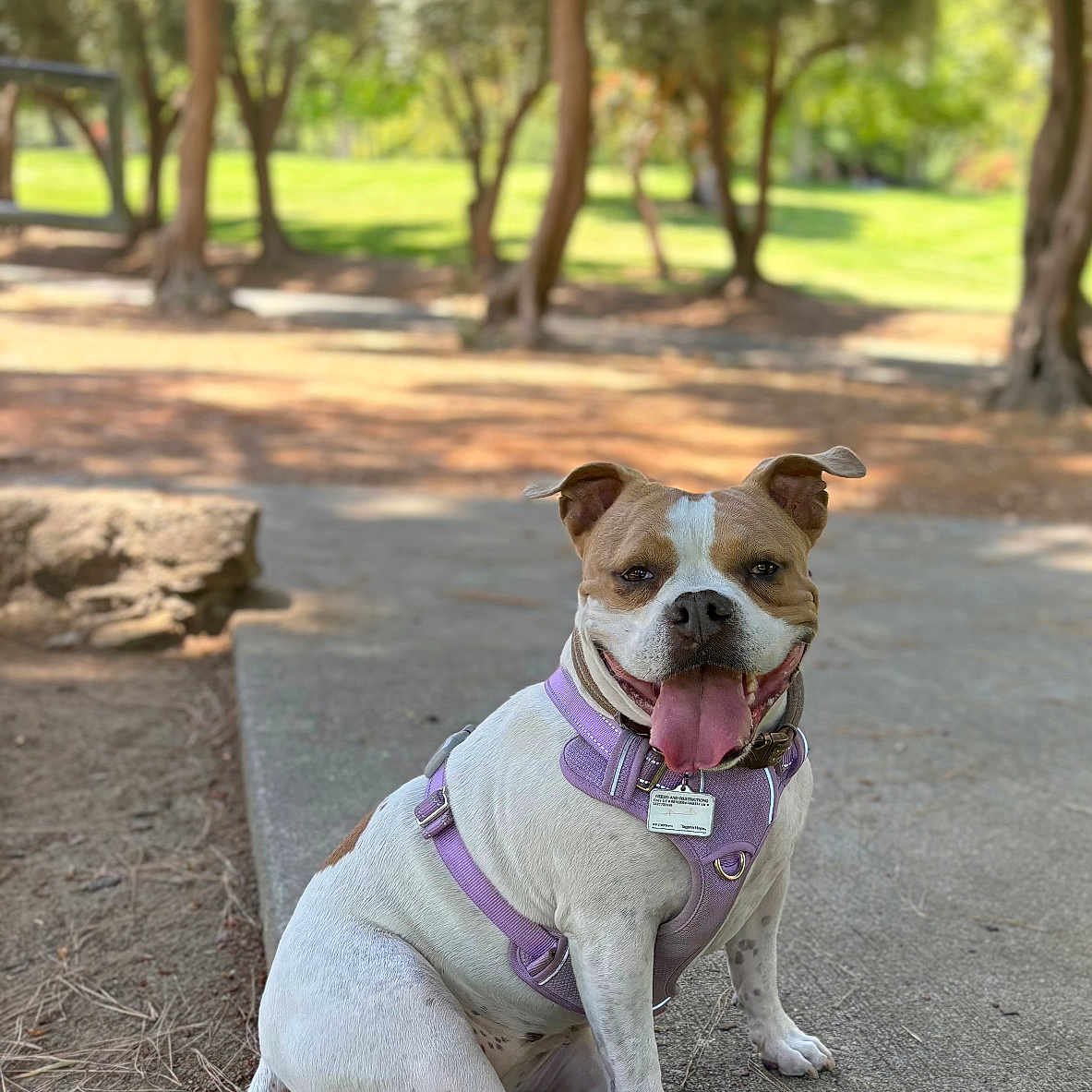 Coco joined the competition — help win amazing prizes! animal, canine, concrete, daytime, dog, friendly, grass, happy, harness, leash, nature, outdoor, park, pet, playful, sitting, smiling, sunlight, tongue_out, trees