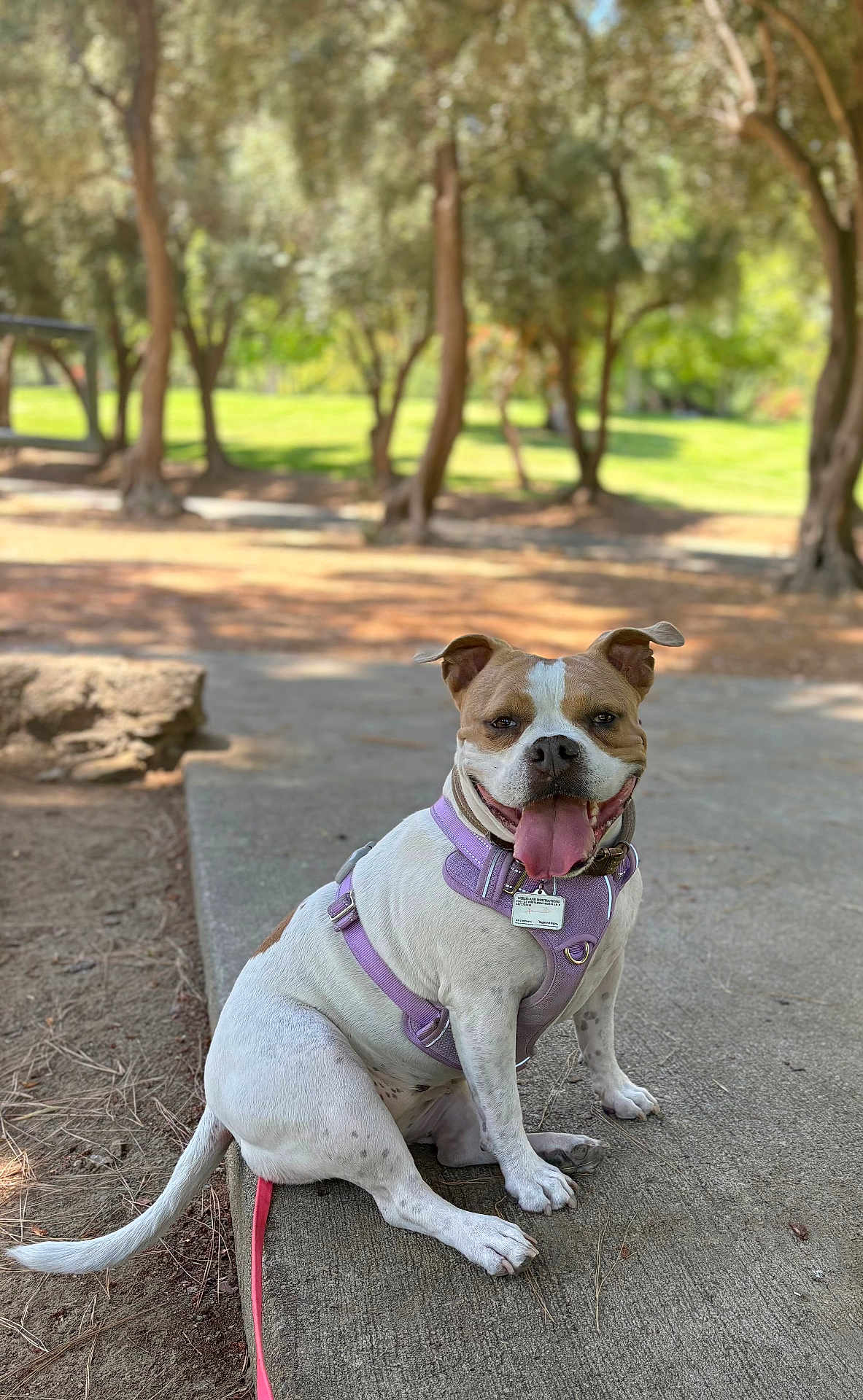 Coco joined the competition — help win amazing prizes! dog, canine, pet, outdoor, park, harness, concrete, trees, sunlight, tongue_out, sitting, happy, leash, nature, daytime, grass, smiling, animal, friendly, playful