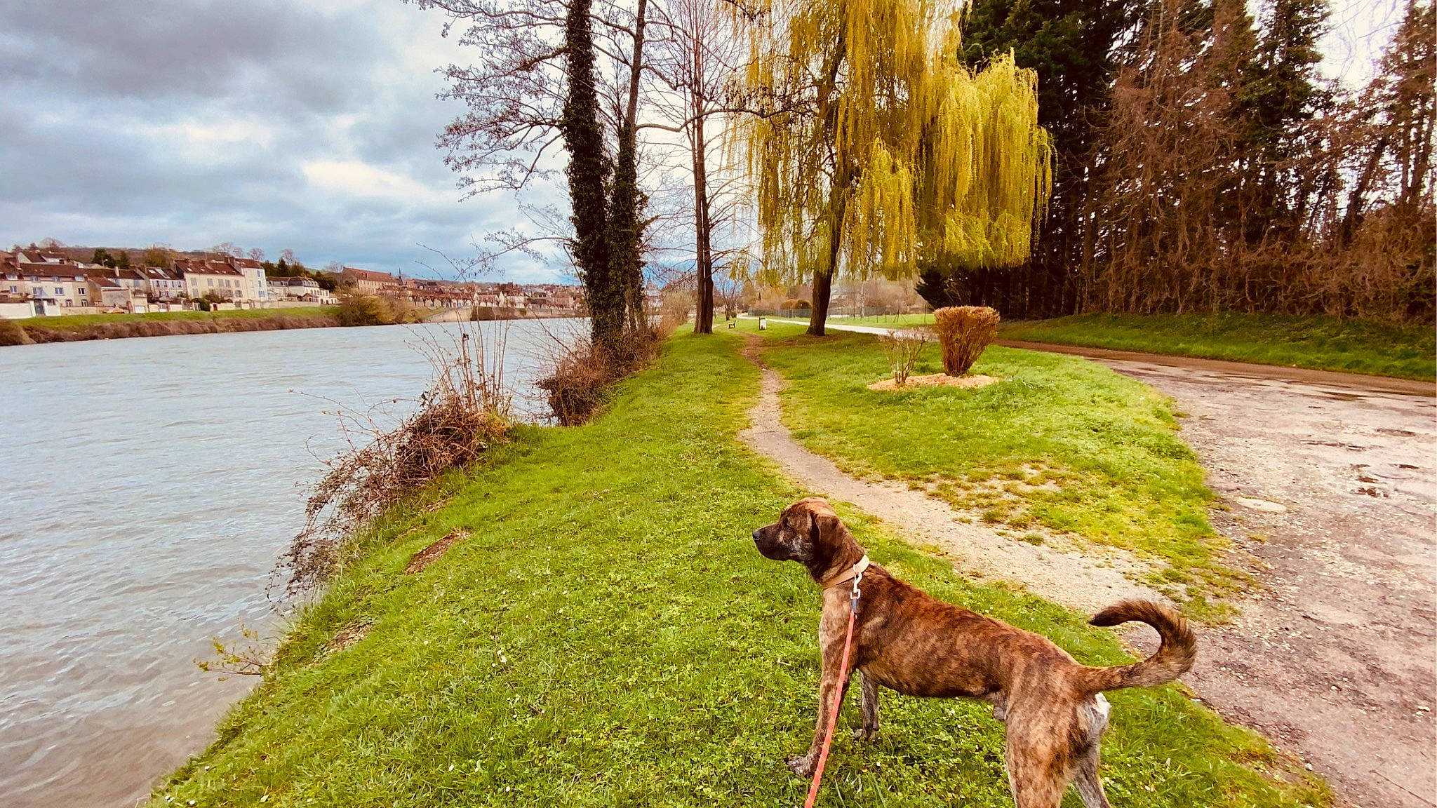 Doxxo a rejoint le concours — aidez-le/la à gagner de superbes lots ! carnivore, cloud, collar, companion_dog, dog, dog_breed, dog_collar, fawn, grass, grass_family, lake, landscape, natural_landscape, plant, sky, tail, tree, water, wood, working_animal
