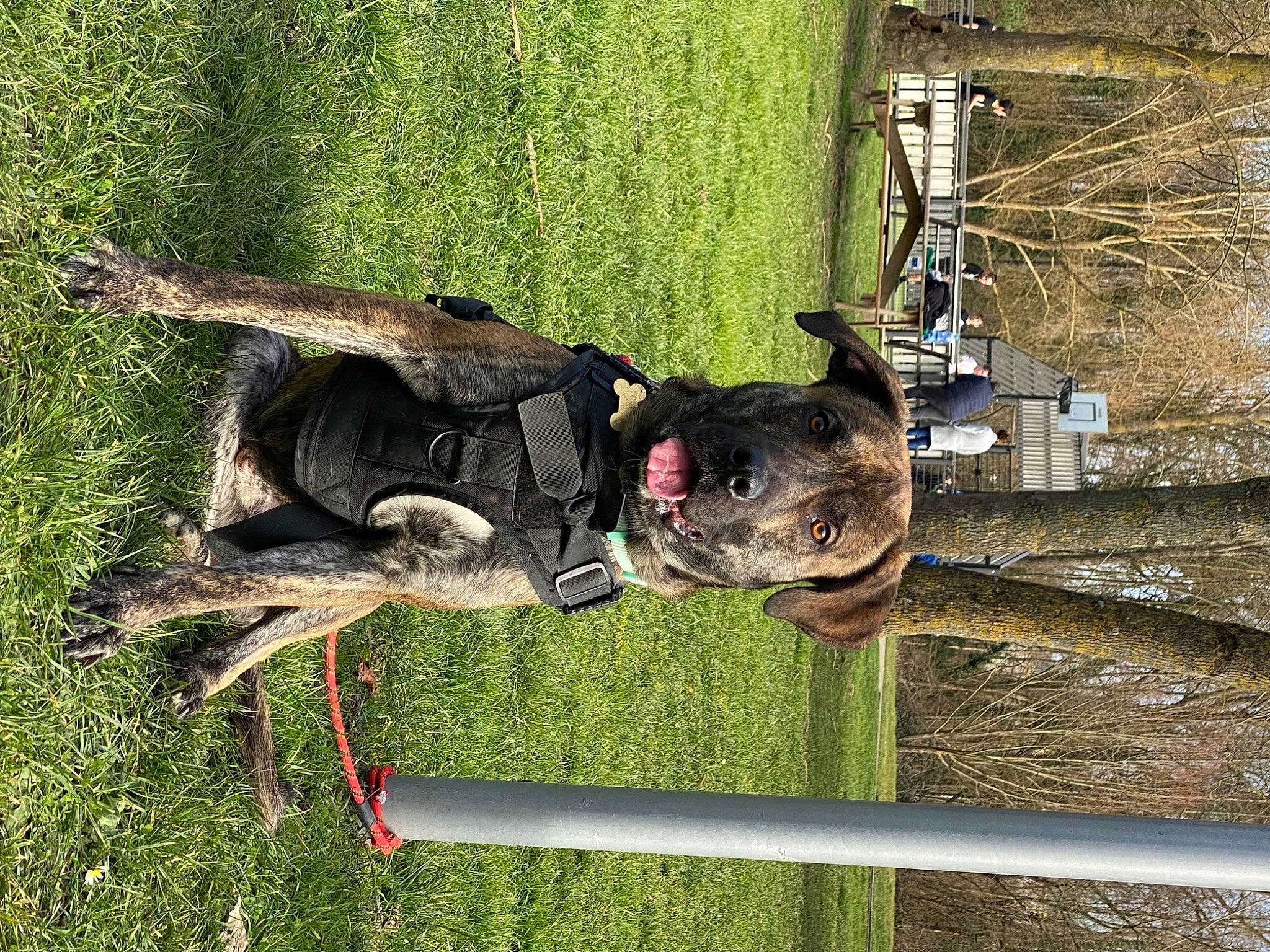 Doxxo participe au concours pour gagner de l'argent avec cette photo : canidae, carnivore, collar, dog, dog_breed, grass, pet_supply, plant, sporting_group, tail, terrestrial_animal, tire, tree, vehicle, wheel, working_animal, working_dog