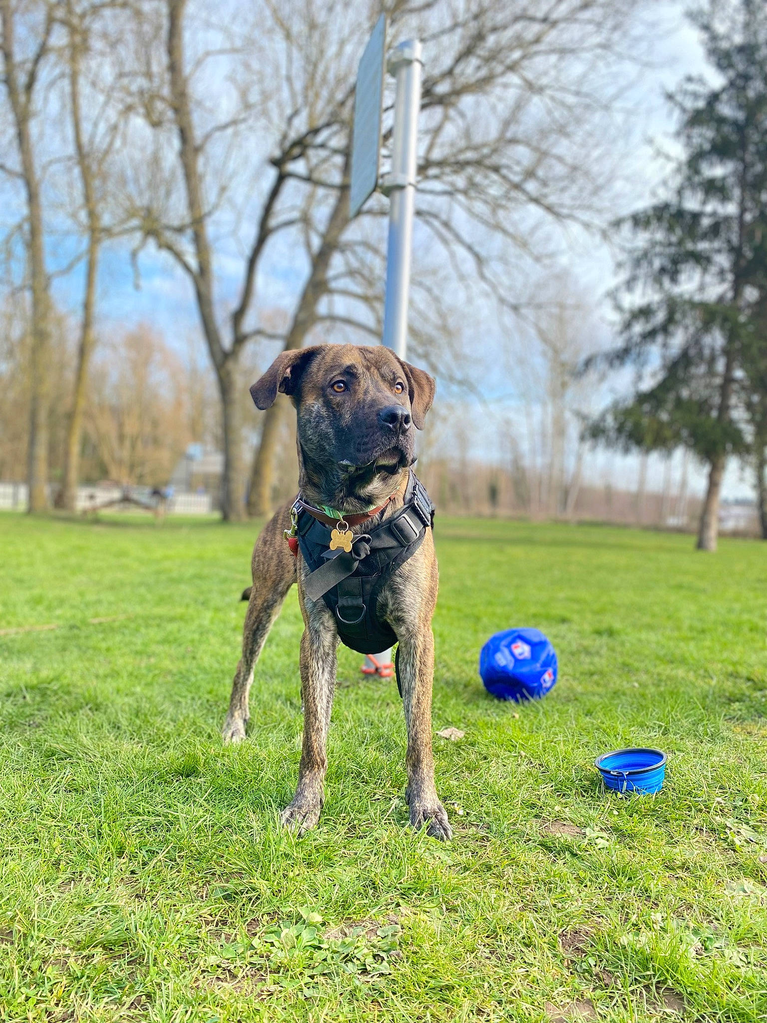 Doxxo a rejoint le concours — aidez-le/la à gagner de superbes lots ! canidae, carnivore, collar, companion_dog, dog, dog_breed, dog_collar, fawn, football, grass, grassland, pet_supply, plant, sky, snout, sporting_group, sports_equipment, sports_toy, tree, working_animal