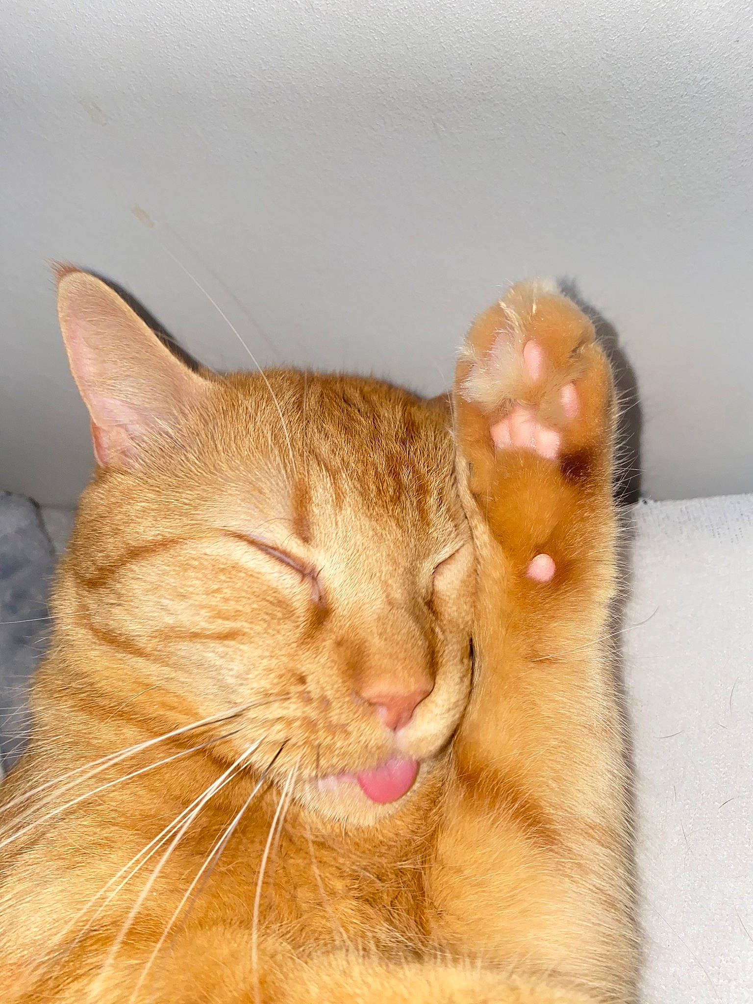 Caramel a rejoint le concours — aidez-le/la à gagner de superbes lots ! carnivore, cat, claw, comfort, domestic_short_haired_cat, ear, fawn, felidae, fur, paw, small_to_medium_sized_cats, snout, tail, terrestrial_animal, whiskers, window, wood