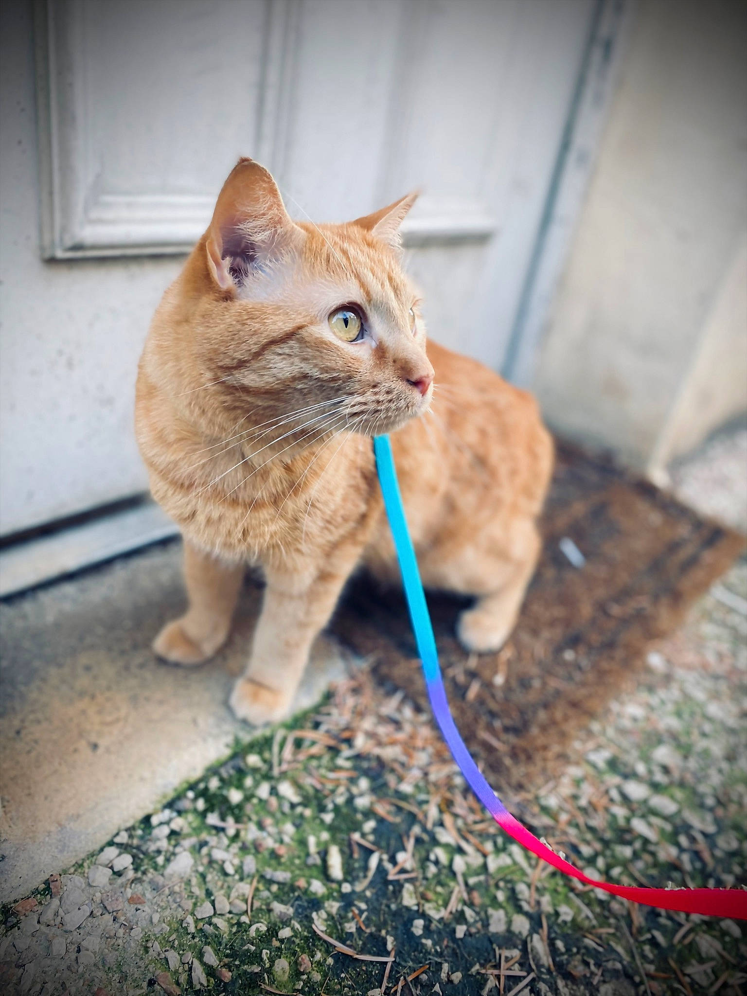 Caramel participe au concours pour gagner de l'argent avec cette photo : carnivore, cat, claw, domestic_short_haired_cat, door, eye, fawn, felidae, flooring, fur, grass, human_leg, paw, road_surface, sitting, small_to_medium_sized_cats, snout, tail, whiskers, wood