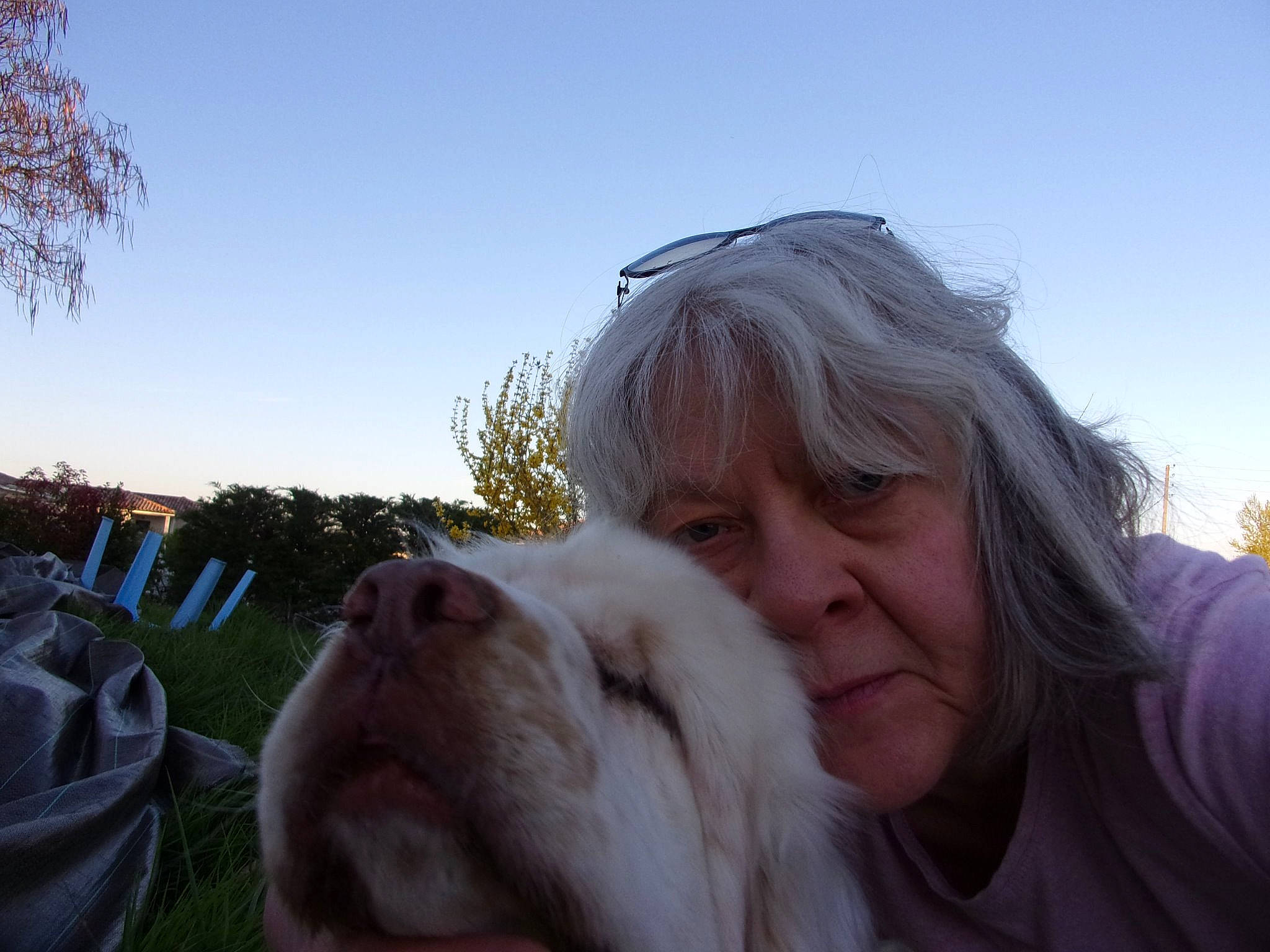 Peche D Enfer a rejoint le concours — aidez-le/la à gagner de superbes lots ! canidae, carnivore, companion_dog, dog, dog_breed, ear, fawn, fur, non_sporting_group, person, puppy_love, smile, sporting_group, wrinkle