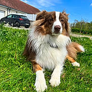 Oli a rejoint le concours — aidez-le/la à gagner de superbes lots ! dog, grass, outdoor, blue_sky, clouds, house, car, pet, canine, nature, sunny_day, fur, animal, greenery, suburban, relaxing, portrait, mammal, daylight, leisure