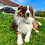 dog, grass, outdoor, blue_sky, clouds, house, car, pet, canine, nature, sunny_day, fur, animal, greenery, suburban, relaxing, portrait, mammal, daylight, leisure