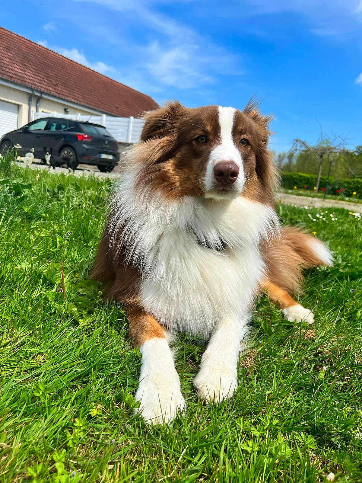 Oli a rejoint le concours — aidez-le/la à gagner de superbes lots ! dog, grass, outdoor, blue_sky, clouds, house, car, pet, canine, nature, sunny_day, fur, animal, greenery, suburban, relaxing, portrait, mammal, daylight, leisure