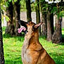 Shadow a rejoint le concours — aidez-le/la à gagner de superbes lots ! dog, german_shepherd, animal, pet, outdoor, grass, tree, nature, canine, tongue_out, sitting, alert, ears_up, park, sunlight, greenery, summer, mammal, friendly, daytime