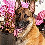 Shadow participe au concours pour gagner de l'argent avec cette photo : dog, german_shepherd, tongue_out, pink_flowers, outdoor, sunlight, pet, animal, muzzle, ears, fur, nature, plant, garden, portrait, happy, canine, close_up, summer, daylight