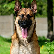 Shadow participe au concours pour gagner de l'argent avec cette photo : dog, german_shepherd, tongue_out, smiling, outdoor, greenery, grass, flower, tree, sunlight, pet, canine, happy, nature, animal, portrait, ears_up, daytime, garden, closeup
