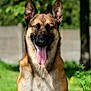 dog, german_shepherd, tongue_out, smiling, outdoor, greenery, grass, flower, tree, sunlight, pet, canine, happy, nature, animal, portrait, ears_up, daytime, garden, closeup