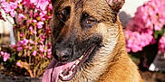 Shadow participe au concours pour gagner de l'argent avec cette photo : dog, german_shepherd, animal, pet, tongue_out, ears_up, outdoor, flower, pink_flower, sunlight, portrait, fur, canine, nature, garden, happy, closeup, summer, mammal, vibrant
