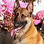 dog, german_shepherd, animal, pet, tongue_out, ears_up, outdoor, flower, pink_flower, sunlight, portrait, fur, canine, nature, garden, happy, closeup, summer, mammal, vibrant
