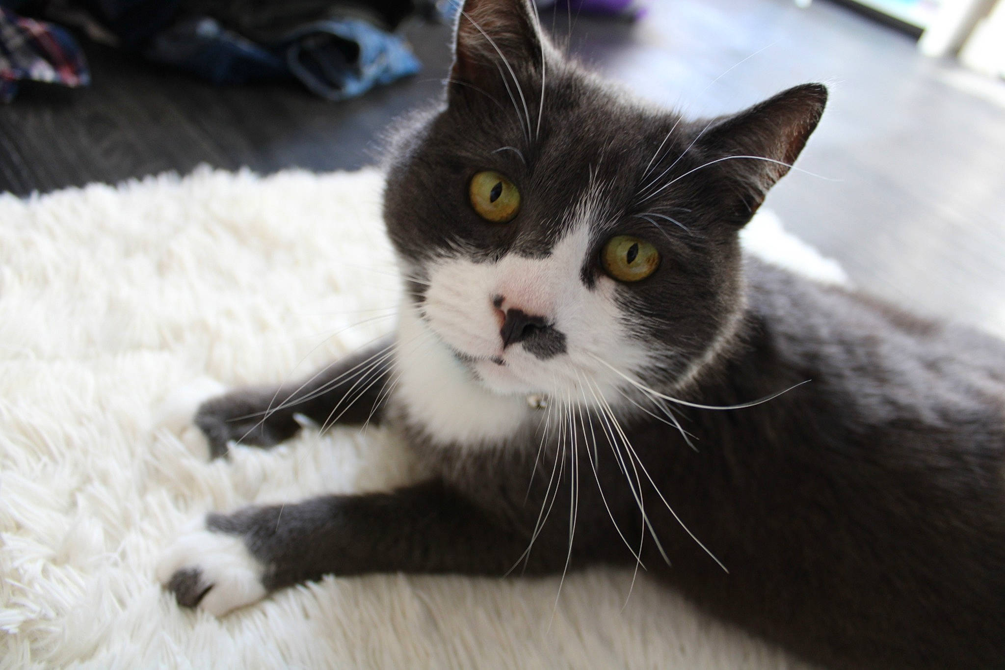 Jackson a rejoint le concours — aidez-le/la à gagner de superbes lots ! american_shorthair, american_wirehair, black_and_white, black_cat, carnivore, cat, domestic_short_haired_cat, european_shorthair, eye, felidae, fur, kitten, mammal, nose, polydactyl_cat, small_to_medium_sized_cats, snout, whiskers